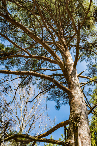 Green crown of a tall pine