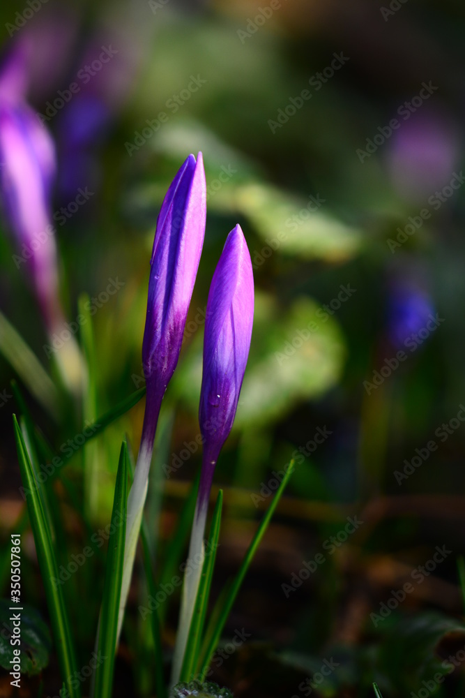 Krokus Blume Blüte Schneeglöckchen Krokus Blume Blüte Schneeglöckchen