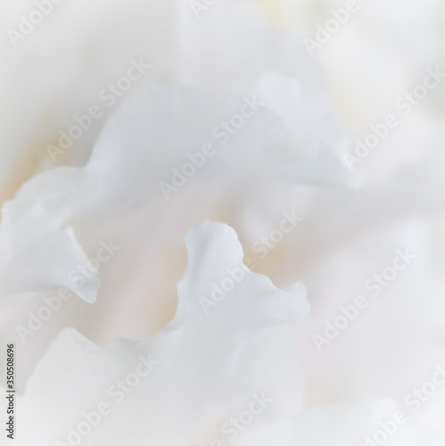 Soft focus, abstract floral background, white Rhododendron flower petals. Macro flowers backdrop for holiday brand design
