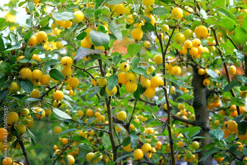 Cherry plums is hanging at tree branch in orchard. Organic ripe yellow сherry plums, autumn harvesting. Cherry plums is hanging at tree branch in orchard. Organic ripe yellow сherry plums, autumn harvesting.