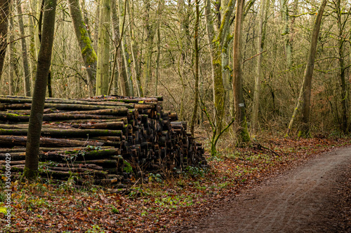 stacked timber along a country road