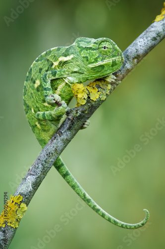 Green chameleon on a branch