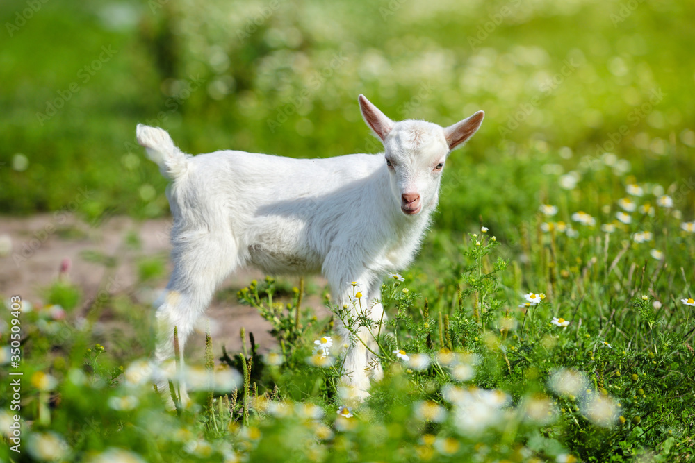 Fototapeta premium White little goat standing on green grass with daisy flowers on a sunny day