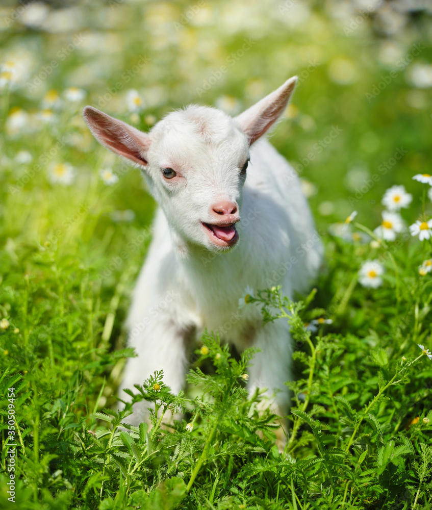 White little goat resting on green grass with daisy flowers on a sunny day White little goat resting on green grass with daisy flowers on a sunny day