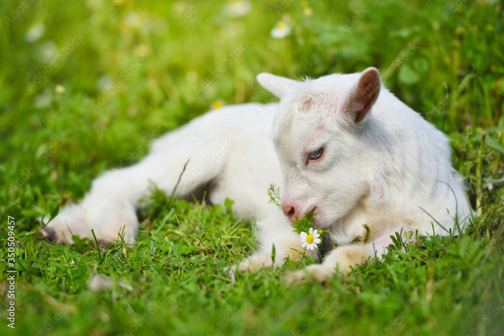 Fototapeta premium White little goat resting on green grass with daisy flowers on a sunny day