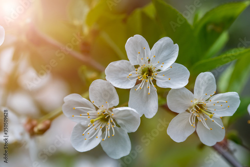 white flowers of the cherry tree, flora