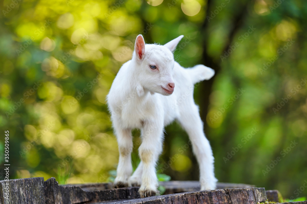 Cute white little goat standing on the stump Cute white little goat standing on the stump