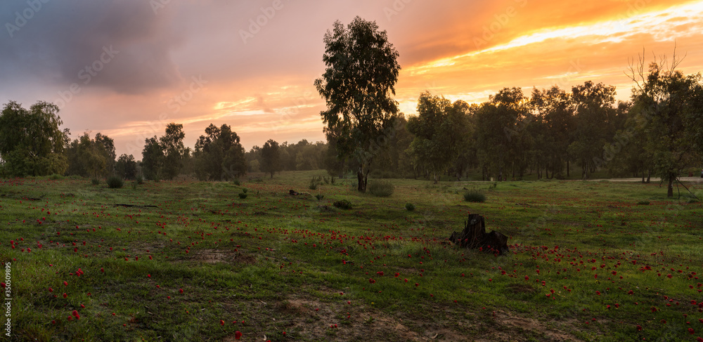 Ταπετσαρία Field of red anemones, Shokeda forest, Israel