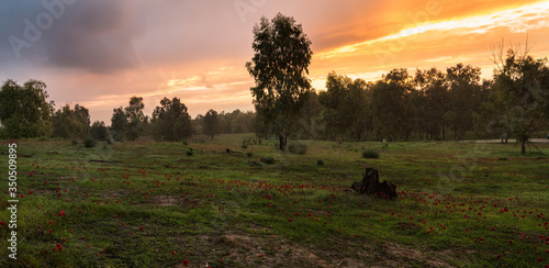 Obraz na plátně Field of red anemones, Shokeda forest, Israel