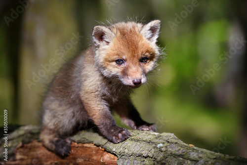 Fototapeta Naklejka Na Ścianę i Meble -  Red fox (Vulpes vulpes), small cute cub in the spring forest