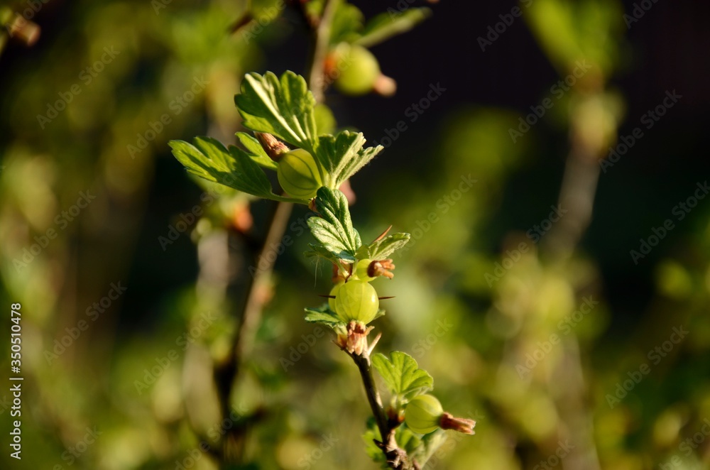 Close up branch with young green unripe gooseberries. gooseberry bush growing in the garden, growing organic products. Close up branch with young green unripe gooseberries. gooseberry bush growing in the garden, growing organic products.