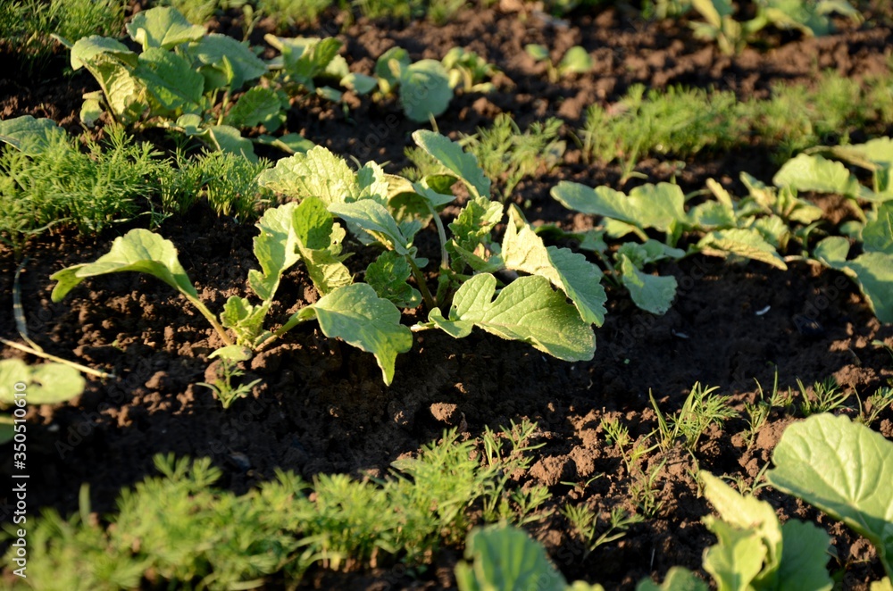 a bed with young unripe radishes and dill grow in the soil in the garden. growing healthy products on the farm