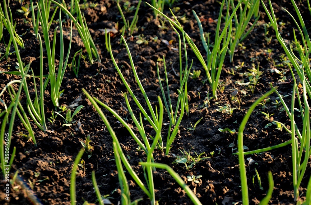 bed with sprouts of young green onions grows in the soil in the garden. growing healthy products on the farm bed with sprouts of young green onions grows in the soil in the garden. growing healthy products on the farm