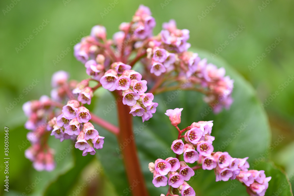 Pink flowers of Bergenia crassifolia in the spring garden Pink flowers of Bergenia crassifolia in the spring garden