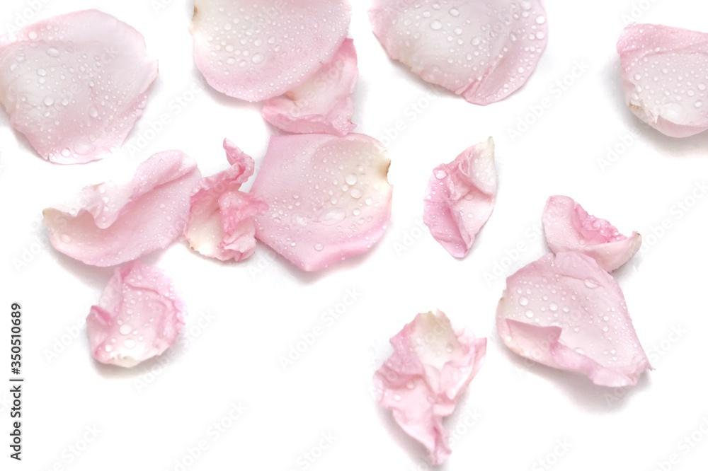 In selective focus a group of sweet pink rose corollas with droplets on white isolated background In selective focus a group of sweet pink rose corollas with droplets on white isolated background