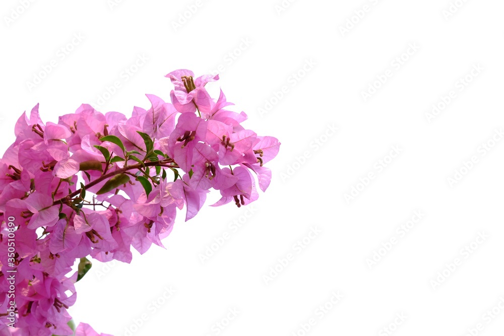 A twig of sweet pink bougainvillea flower blossom on white isolated background with copy space A twig of sweet pink bougainvillea flower blossom on white isolated background with copy space