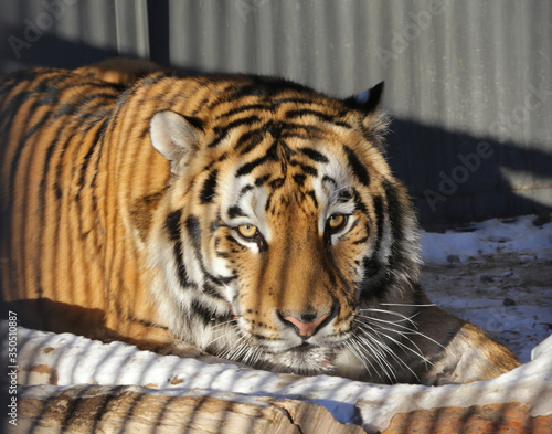 Bengal tiger looking at the camera