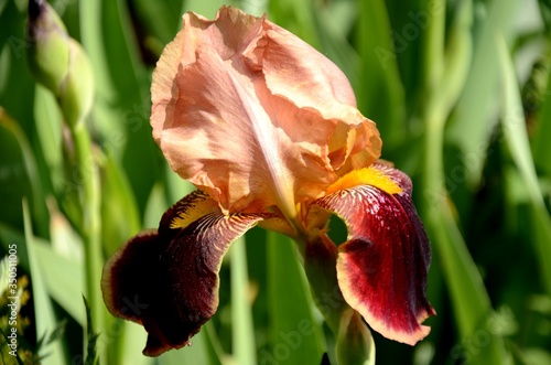close-up and detail of the one big yellow and brown multicolored bloom of the iris flower that grows on the flowerbed in summer. beautiful floral background and flower structure, copy space