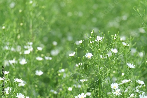 Blurred a field of small white daisey flower blossom in a garden with day light and green nature background  photo