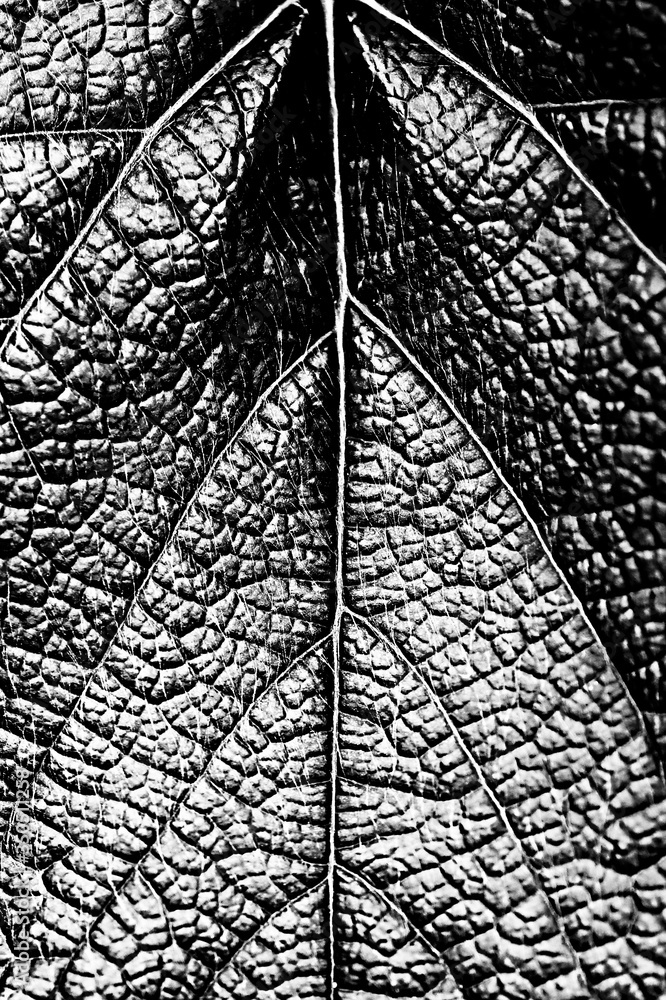 Details of a rough palnt leaf