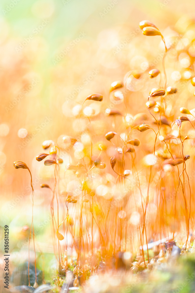 Little cute and colorful moss flowers