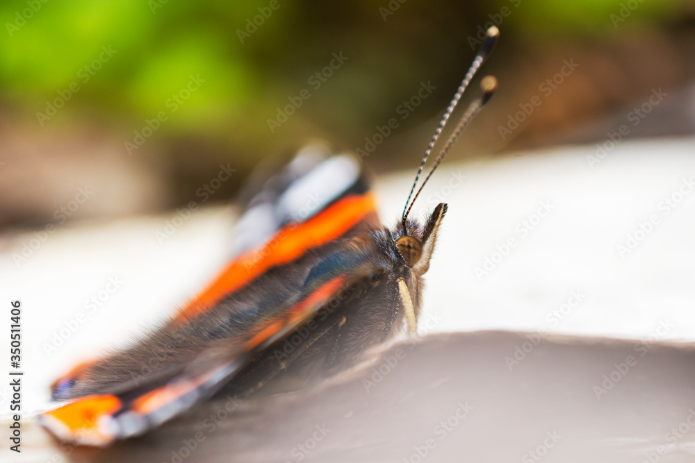 Vibrant colors on vanessa atalanta butterfly