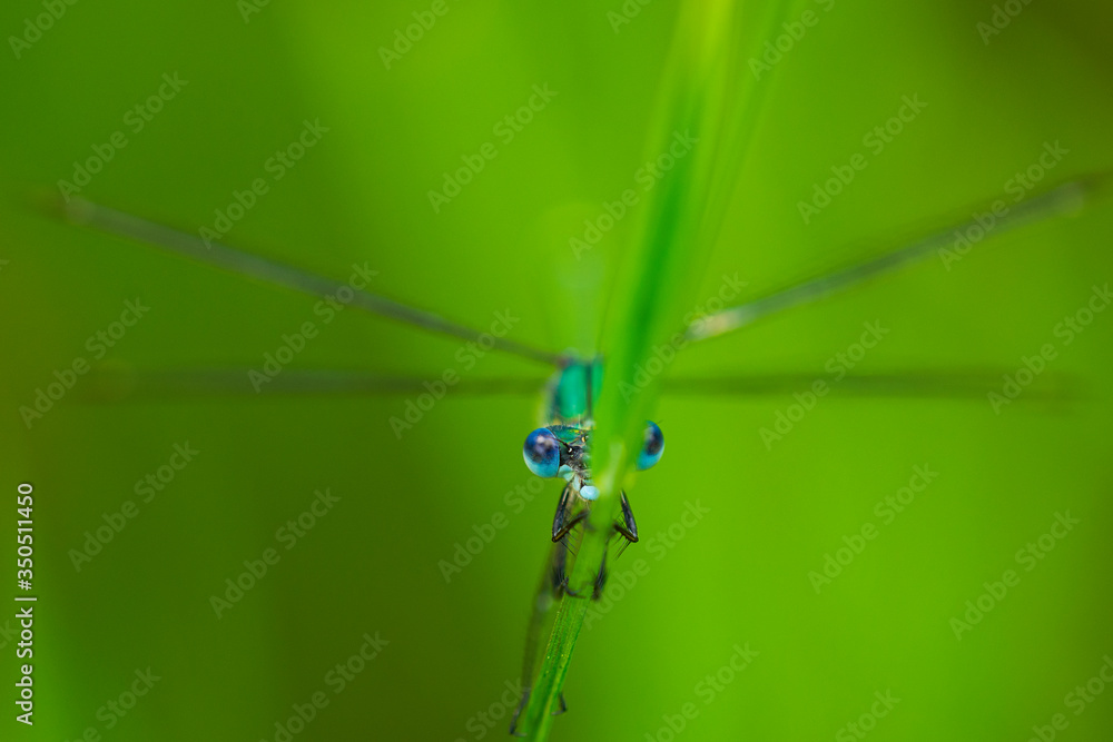 Green damselfly hiding on plants