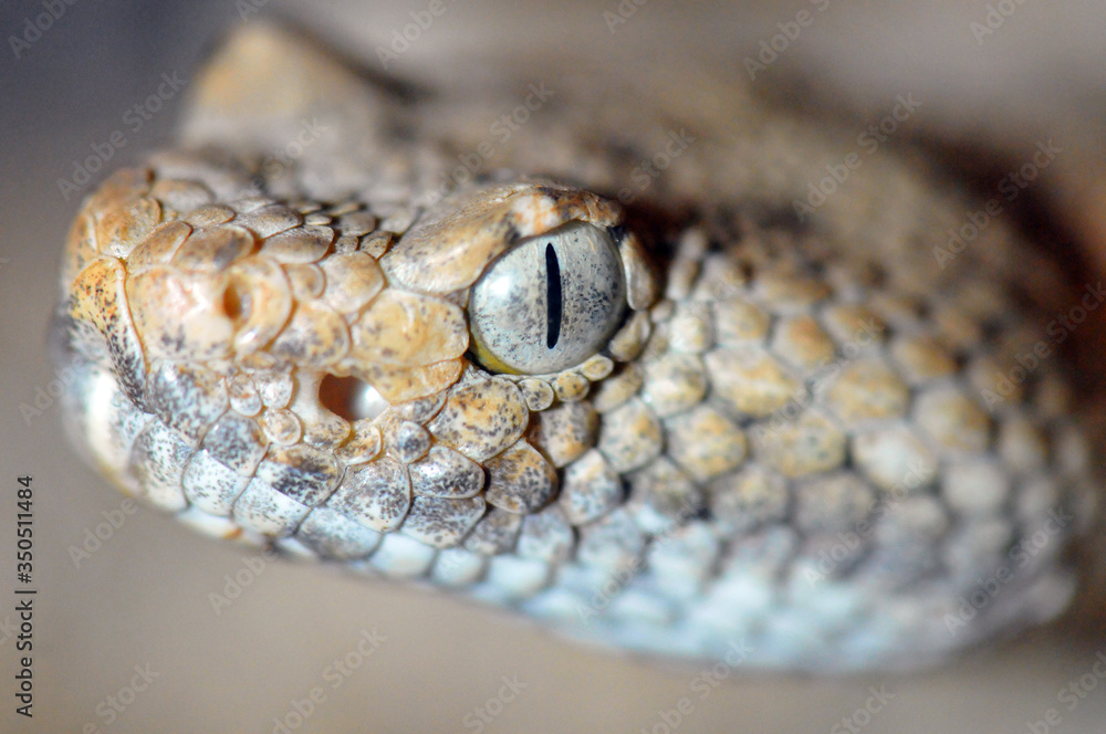 Fototapeta premium Crotalus stephensi