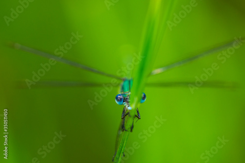 Obraz na płótnie Green damselfly hiding on plants w salonie