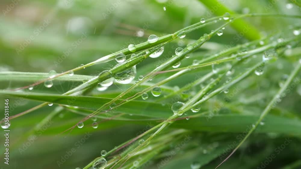 Green grass in nature with raindrops Green grass in nature with raindrops