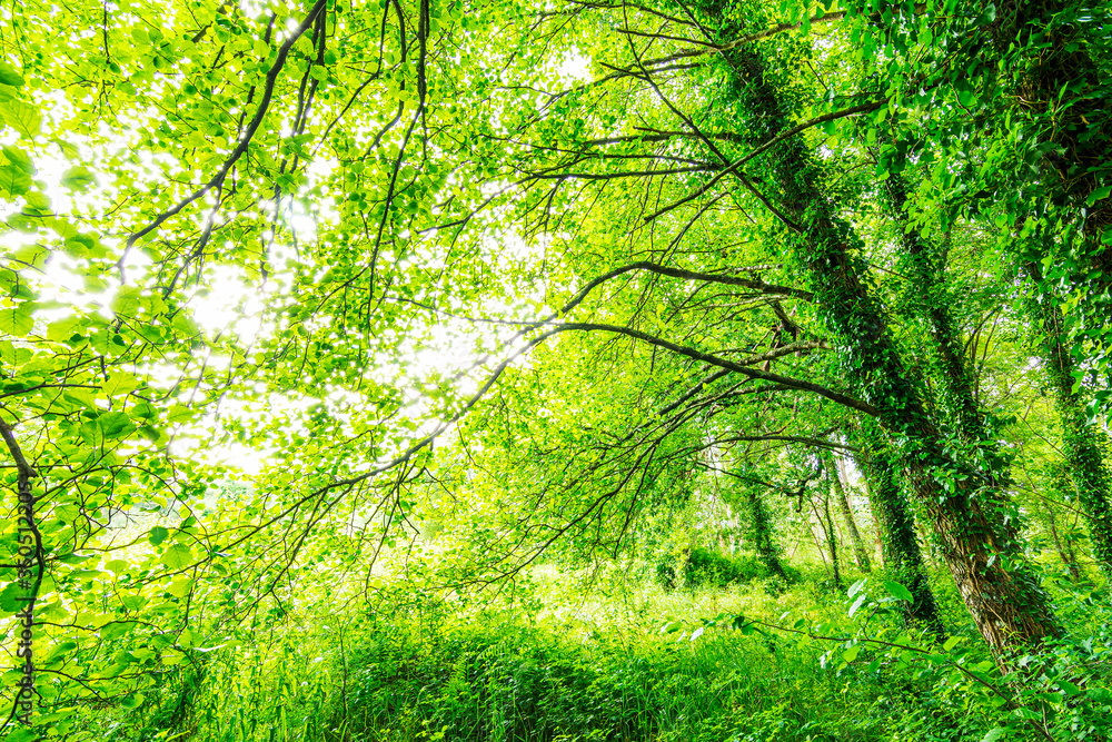 Old tall trees covered with green plants