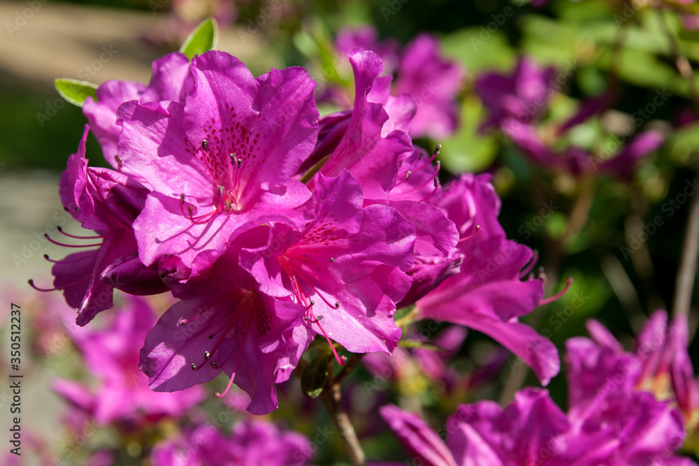 Flowering purple azaleas in the garden. Horizontal closeup image of Rhododendron with with space for text. Season of flowering azaleas.