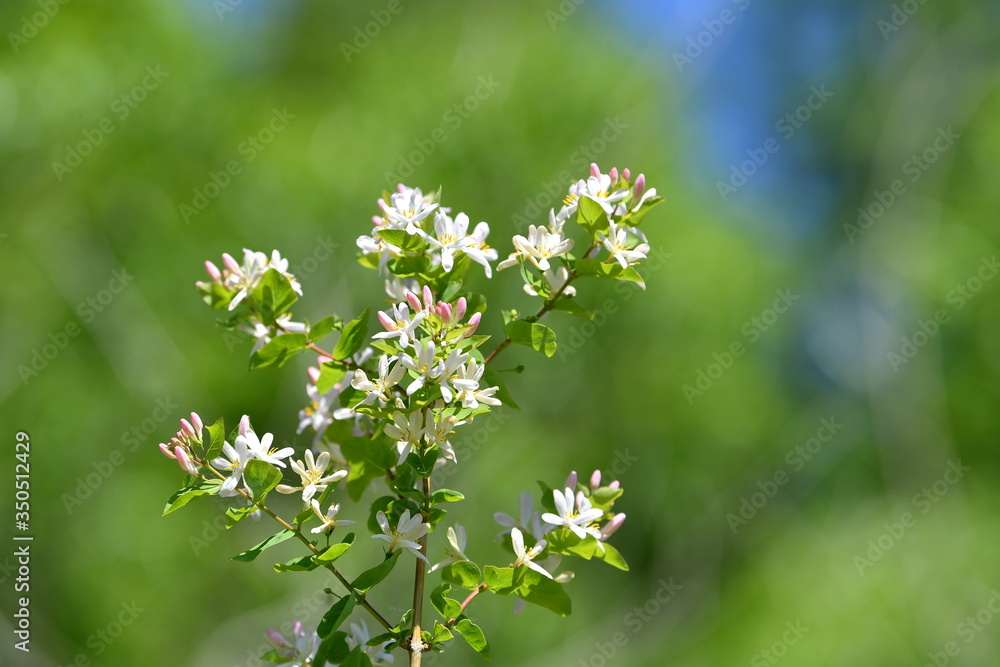 blooming flower, blooming garden, blooming forest, blooming trees, spring, flowers, background, blooming flower, blooming garden, blooming forest, blooming trees, spring, flowers, background,