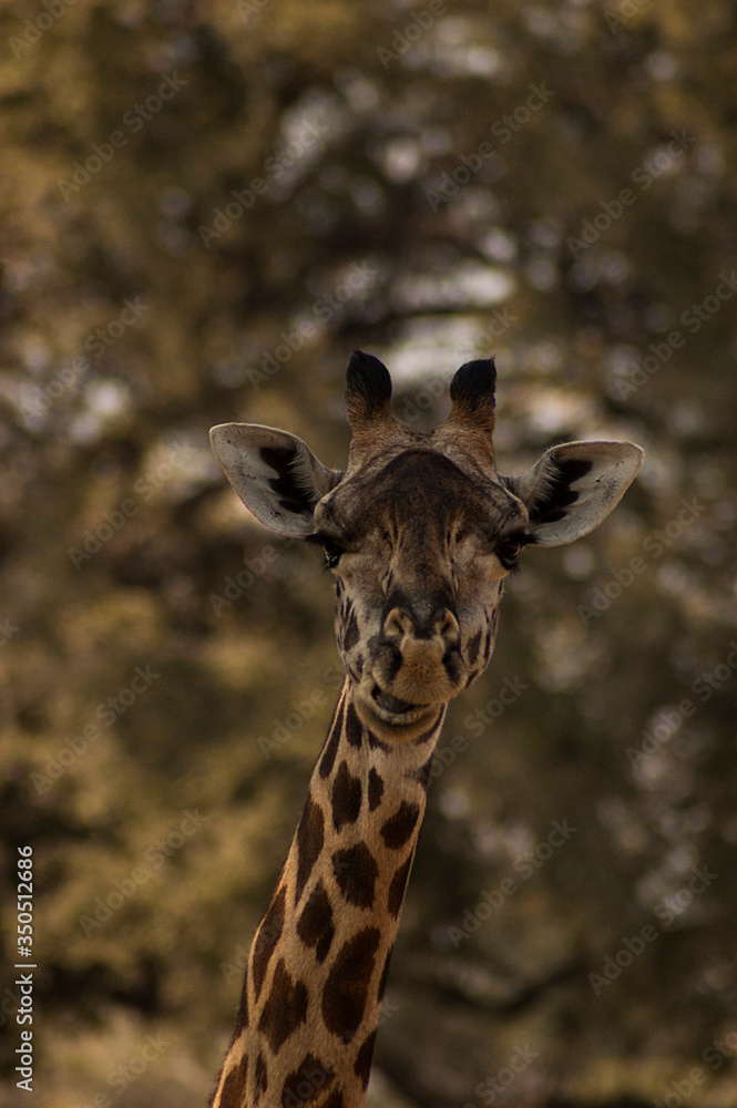 Fototapeta premium Jirafa