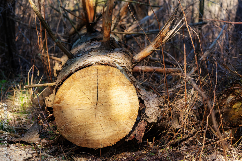 Fototapeta premium Closeup of cut tree trunk with details of annual ring on the surface in pine tree forest.