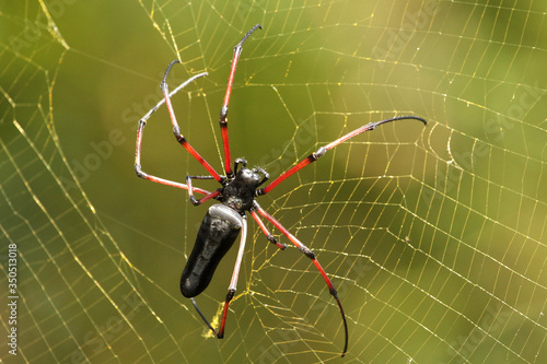 Female Indian Gaint Wood Spider, Nephila pilipes, Coorg, Karnataka, India photo