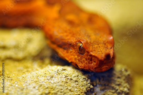 Vipera ammodytes ada