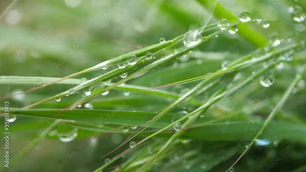 Green grass with raindrops, summer outdoors. Green grass with raindrops, summer outdoors.
