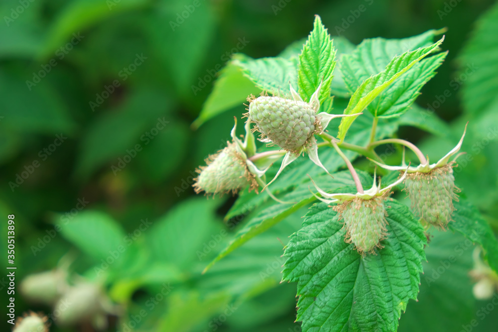 Unripe raspberry berries on a branch. Homegrown berries.