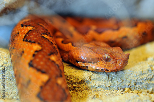 Vipera ammodytes ada