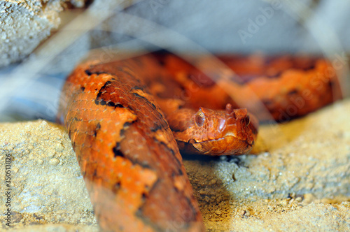 Vipera ammodytes ada