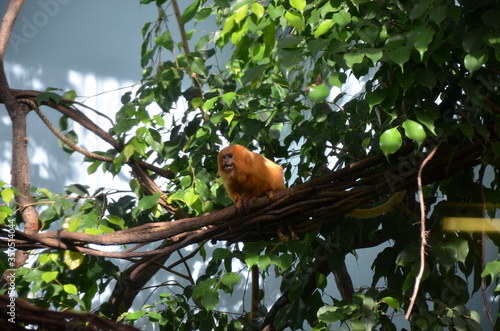 Golden lion tamarin (Leontopithecus rosalia)