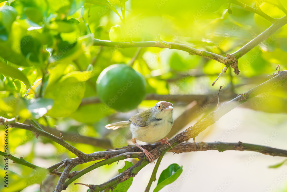 Fototapeta premium Common Tailorbird on lemon tree branch.