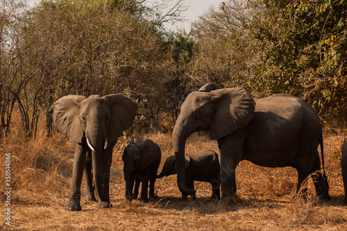 Elephants family