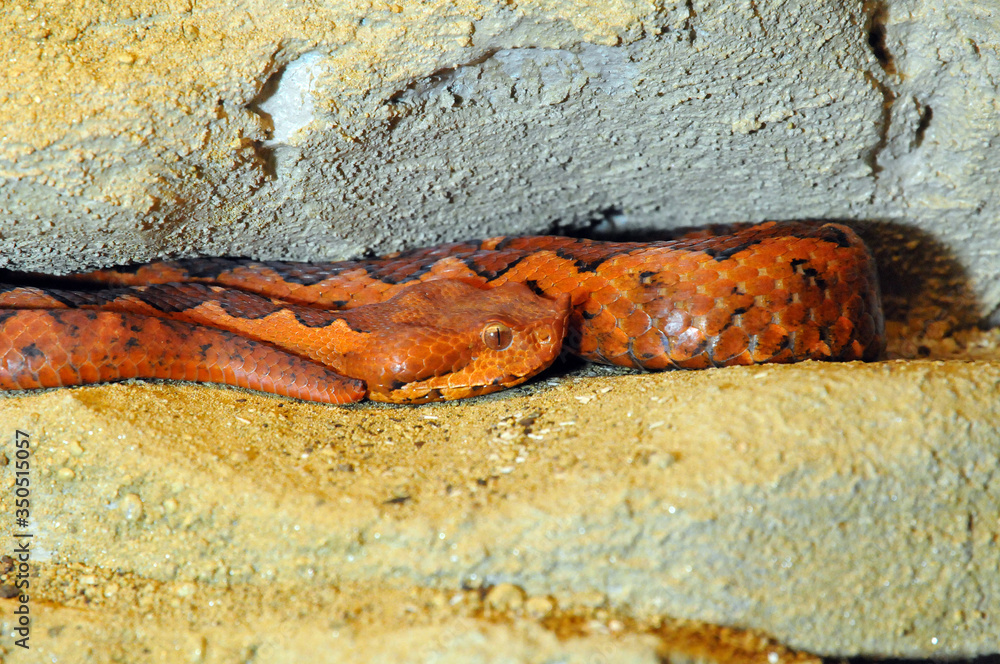 Fotografie Vipera ammodytes ada
