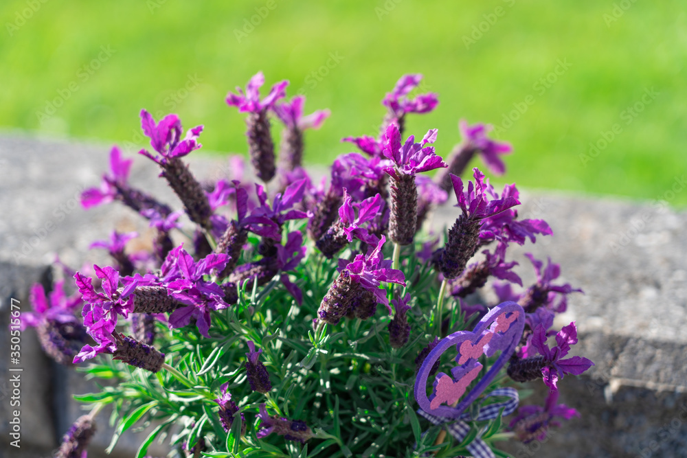 Fototapeta premium Beautiful purple lavender flowers in the garden
