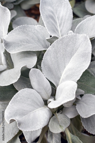 Senecio candicans Angel Wings-silbrig weiße Zierstaude, Gartenpflanze photo
