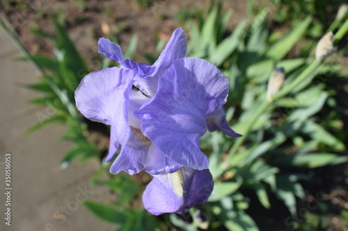 Schwertlilie (Iris) 