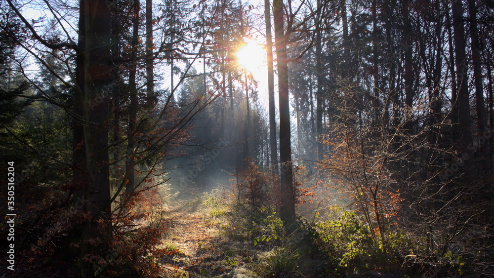 Fototapeta premium neblig im Wald