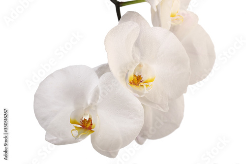 White orchid flowers on a white background.
